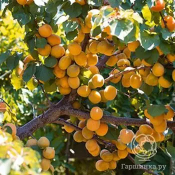 Абрикос сеяный Лель