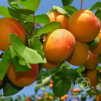 Абрикос сеяный Орловчанин
