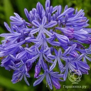 Агапантус Коламбия