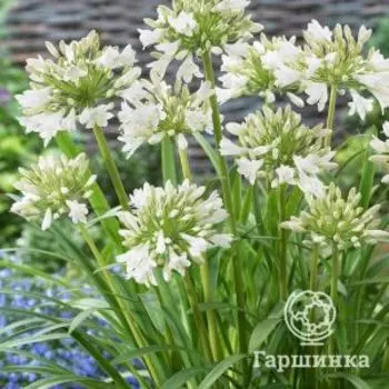 Агапантус Полар Айс