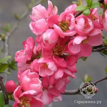 Айва Пинк Трейл