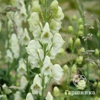 Аконит (Борец клобучковый) Альбум