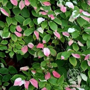 Актинидия коломикта Адам (мужской сорт)