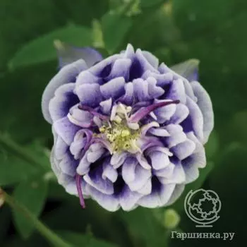 Аквилегия Дубль Блу Вайт