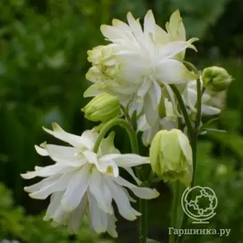 Аквилегия Лайм Сорбет