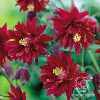 Аквилегия Ред Барлоу