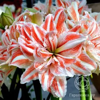 Амариллис Дансинг Квин