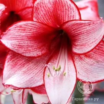 Амариллис Харизма