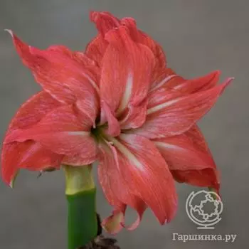 Амариллис Леди Джейн