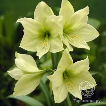 Амариллис Лемон Лайм