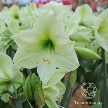 Амариллис Луна