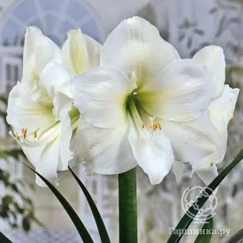Амариллис Монт Бланк