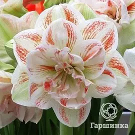 Амариллис Нимф