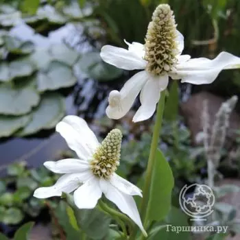 Анемопсис калифорнийский