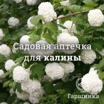 Аптечка для калины