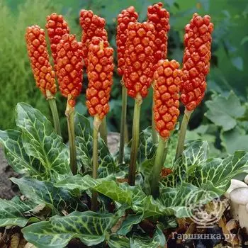 Арум Италикум