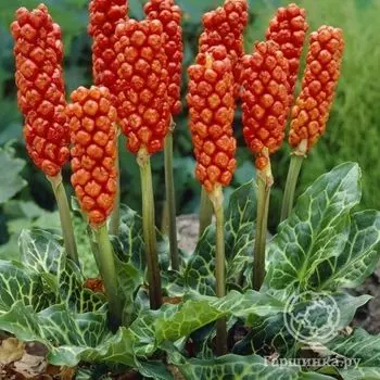 Арум Италикум.