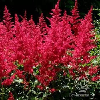 Астильба Арендса Бургунди Ред