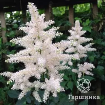 Астильба Арендса Диамант