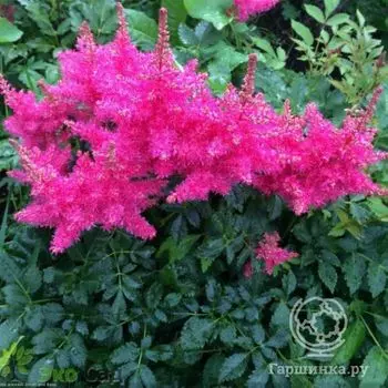 Астильба Арендса Драм энд Басс