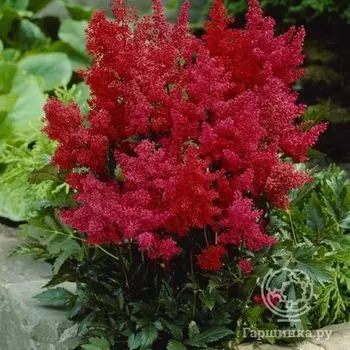 Астильба Арендса Гранат