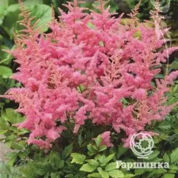 Астильба Арендса Хайзинс