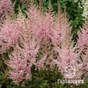 Астильба арендса Эрика