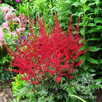 Астильба Арендса Августлехтен