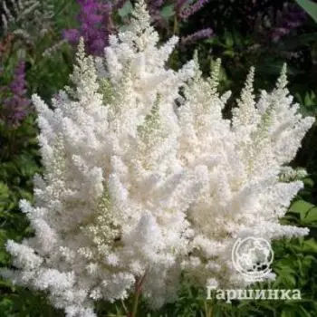 Астильба Элли японская