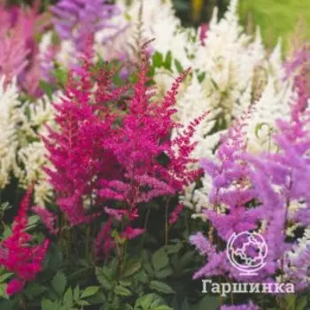 Астильба Микс