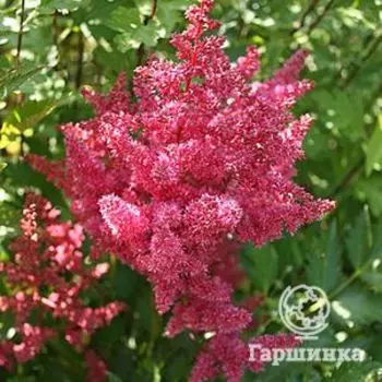 Астильба японская Везувиус