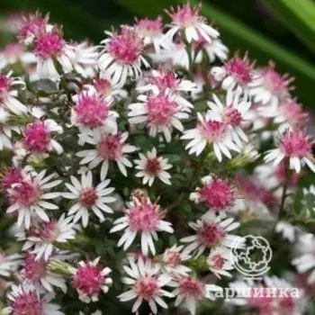 Астра Горизонталис бокоцветная