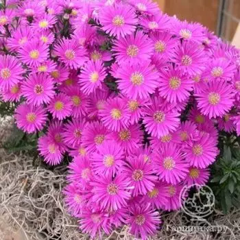 Астра кустарниковая Дженни