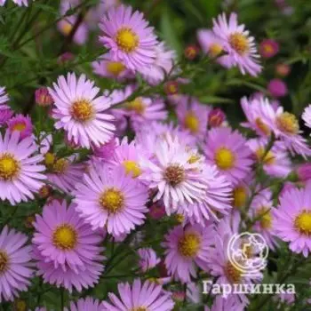 Астра Марджори кустарниковая