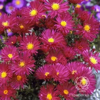 Астра новобельгийская Роял Руби