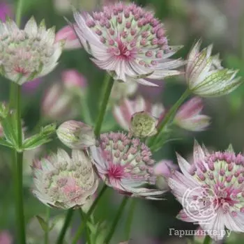 Астранция Бакленд