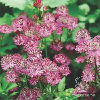 Астранция Розенсинфони крупная