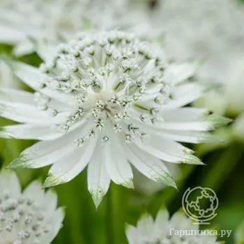 Астранция Сноу Стар