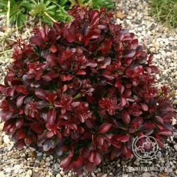 Барбарис Атропурпуреа Нана