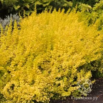 Барбарис Ауреа.