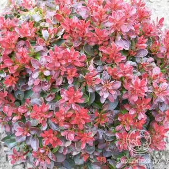 Барбарис Багатель.