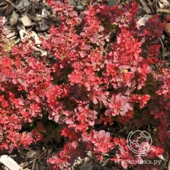 Барбарис Файер Болл