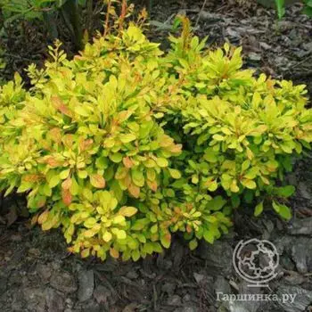 Барбарис Голден Карпет.