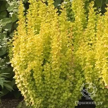 Барбарис Голден Рокет