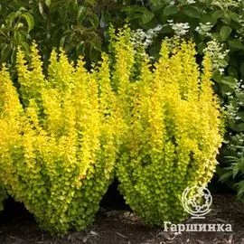 Барбарис Голден Торч.