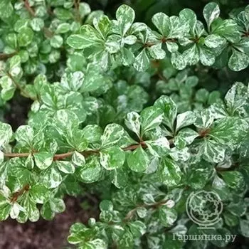 Барбарис Келлерис.