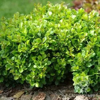 Барбарис Кобольд.