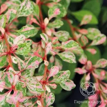 Барбарис Наташа.