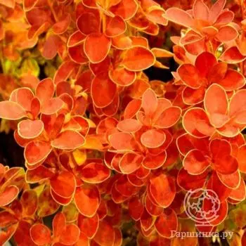 Барбарис Оранж Айс