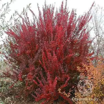 Барбарис Ред Рокет.